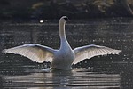 mute swan bird animal feathers plumage wildlife nature stock photo