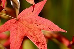 maple leaf red autumn colors discoloration fall veins stock photo