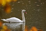 mute swan bird animal wildlife waterfowl water aquatic stock photo