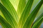 leaves plant green foliage nature stock photo