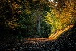 autumn forest path nature sunlight calm trees foliage stock photo