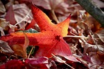 red leaf sweetgum fallen autumn colors fall leaves stock photo