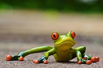 frog fun figure cute animal nature green eyes stock photo