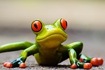 frog fun figure cute animal green eyes nature stock photo