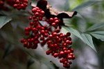 heavenly bamboo nandina domestica sacred berry shrub plant stock photo