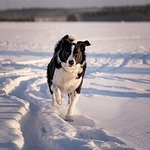 dog snow winter border collie animal pet nature stock photo
