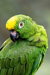 parrot nature bird macaw plumage amazon exotic colorful stock photo
