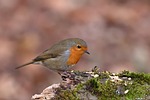 robin bird animal european redbreast songbird wildlife plumage stock photo