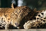 leopard pet mammal cat big animal feline predator stock photo