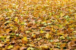 autumn leaves foliage fallen dried colors season fall stock photo