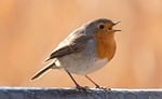 robin cool backgrounds bird pen nature mac wallpaper stock photo