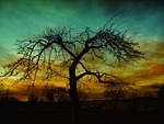 tree nature dusk sunset kahl silhouette countryside scenery stock photo