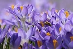 crocus nature spring bee collect honey blossoms purple stock photo