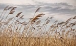 reed free background nature landscape wallpaper full hd stock photo