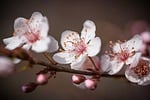 purple leaf plum flowers stamen beautiful nature bud stock photo