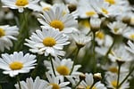 daisies flower meadow bloom summer marguerite wallpaper garden stock photo
