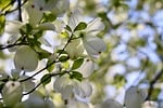 dogwood cornus horn shrub white flowers blossom petals stock photo