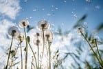 dandelion meadow flower background beautiful flowers spring seeds stock photo