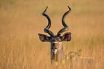 greater kudu antelope africa wildlife savanna nature wilderness stock photo