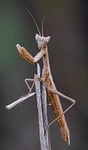 insect mantis animal entomology fauna wildlife predator nature stock photo