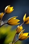 wild tulips spring flower wildflower pointed yellow flowers stock photo