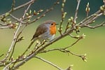 robin bird wild songbird ornithology animal wildlife watching stock photo