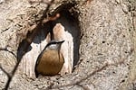 nuthatch bird nature plumage ornithology beak tree songbird stock photo