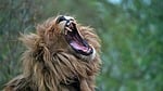 lion desktop backgrounds roared beautiful nature the teeth stock photo