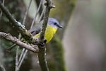 eastern yellow robin bird eopsaltria australis wildlife wild stock photo