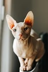 cat sphynx hairless portrait nature animal pet eyes stock photo