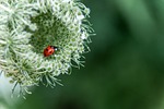 flower beetle insect nature beautiful background hd wallpaper stock photo