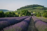 lavender field landscape flower blossom bloom nature beautiful stock photo