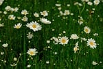 flowers meadow flower background chamomille daisies nature spring stock photo