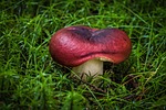 mushroom moss grass toadstool fungus spore forest nature stock photo