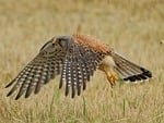 falcon bird birds of prey ornithology nature plumage stock photo