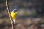eastern yellow robin bird eopsaltria australis wildlife wild stock photo