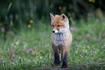 fox puppy red vulpes animal wildlife predator mammal stock photo