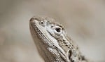 bearded dragon reptile lizard exotic animal nature close stock photo