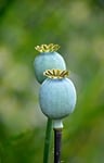 poppy seed capsule nature pod closed green seeds stock photo