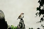 sparrow bird nature wildlife plumage songbird feathers ornithology stock photo
