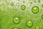 droplets abstract flower wallpaper closeup environment fresh green stock photo