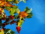 autumn leaves foliage colors season fall nature stock photo