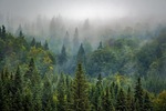 trees forest fog foggy haze mist misty conifers stock photo