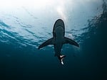 shark deep sea oceanic whitetip stock photo