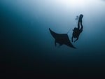 manta rays smelled dive underwater deep blue sea stock photo