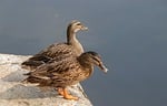 mallards ducks plumage pond ornithology nature feathers animals stock photo