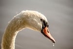 swan nature wallpaper full hd bird free background stock photo