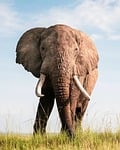 elephant nature wildlife safari animal mammal pachyderm trunk stock photo