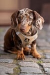 dog dachshund puppy brown patched stains domestic animal stock photo