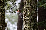 woodpecker trees forest bird pecking bark nature male stock photo